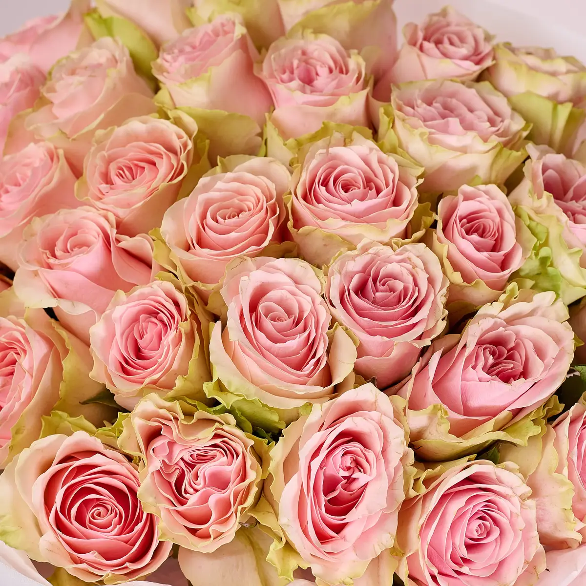 Букет 35 Роз Фрутетто купить недорого в Украине, фото 3