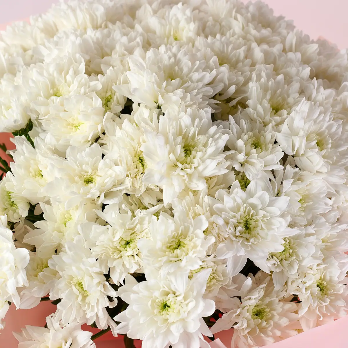 Букет 19 Білих Хризантем купити недорого в Україні, фото 3