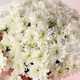 Букет 19 Білих Хризантем купити