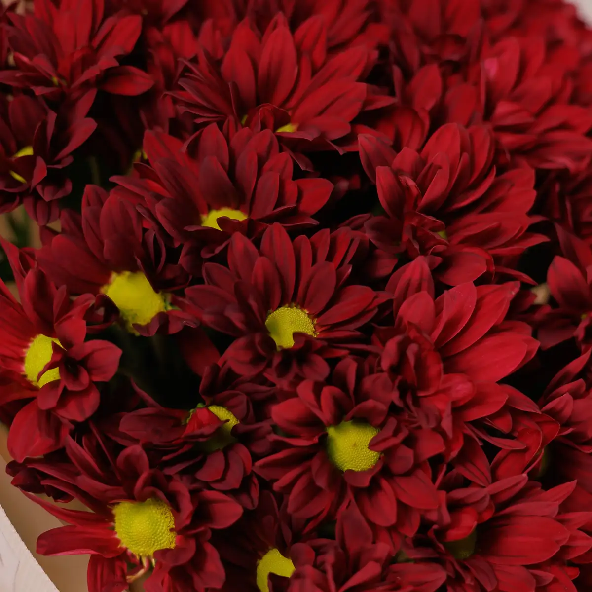 Букет 9 красных хризантем ромашка купить недорого в Украине, фото 3