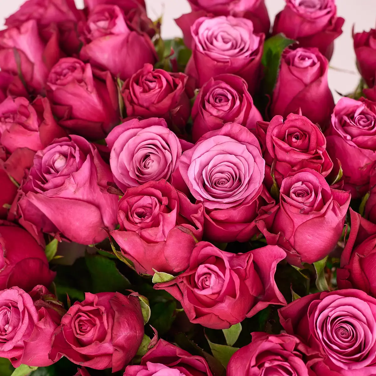 Букет 41 Роза Принц Персии купить недорого в Украине, фото 3