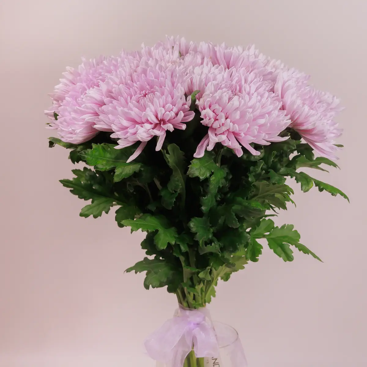 Букет 15 однобутонных розовых хризантем. купить недорого в Украине, фото 2