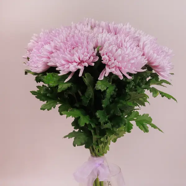 Букет 15 однобутонных розовых хризантем. купить