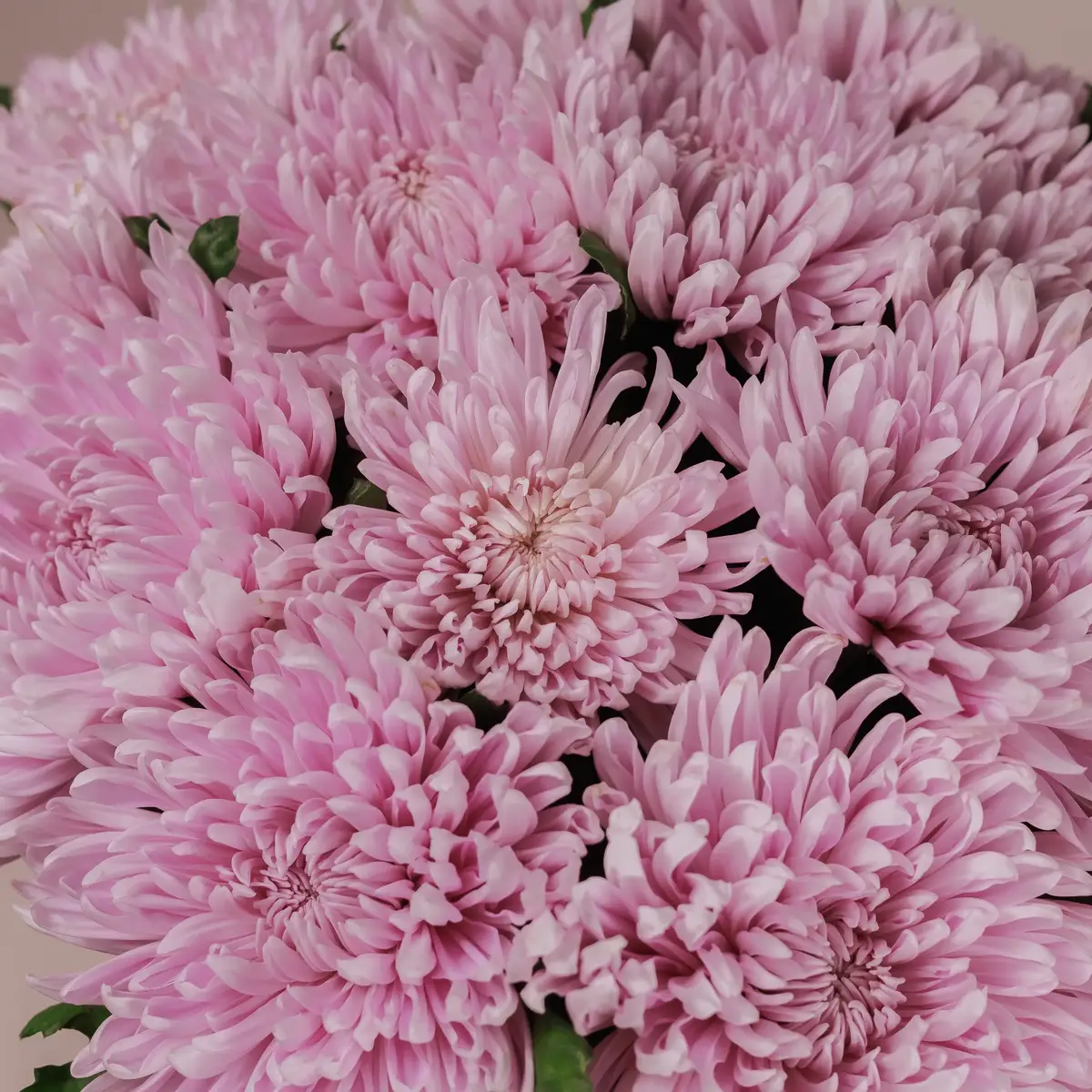 Букет 15 однобутонных розовых хризантем. купить недорого в Украине, фото 3