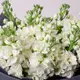 Букет 11 Білих Матіол купити