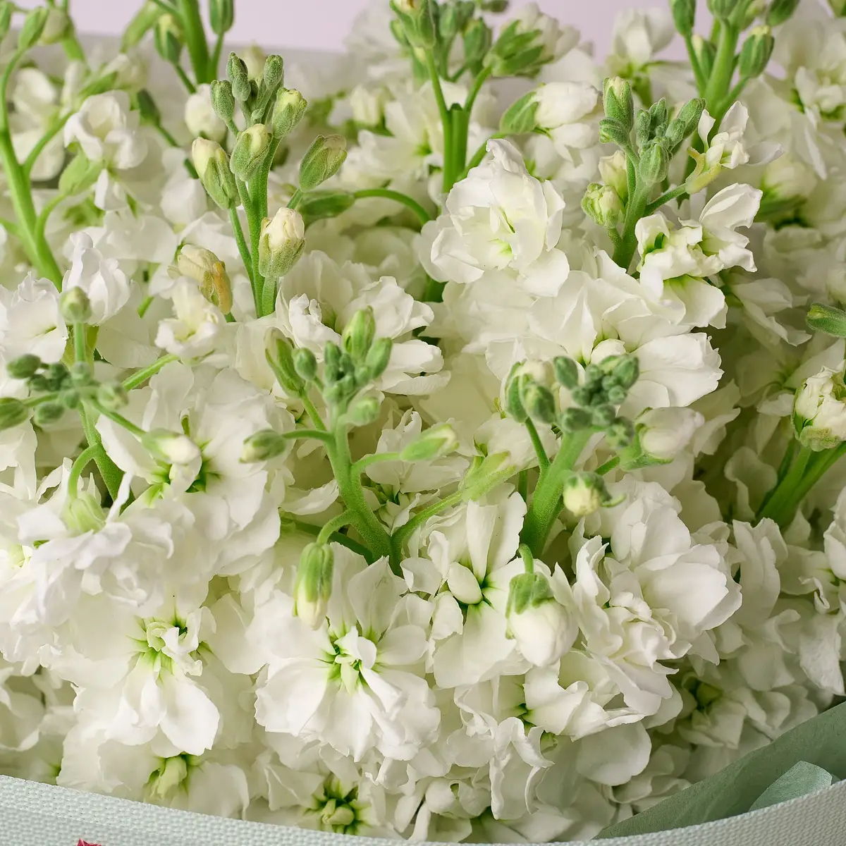 Букет 19 Білих Матіол купити недорого в Україні, фото 3