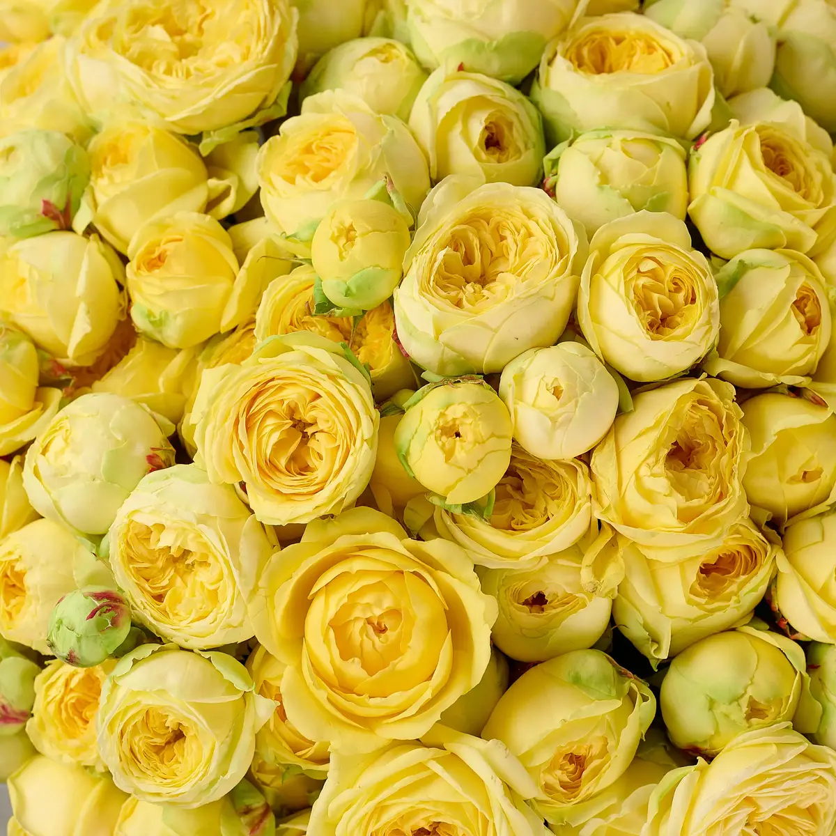 Букет 41 Троянда спрей Піоні Баблз купити недорого в Україні, фото 3