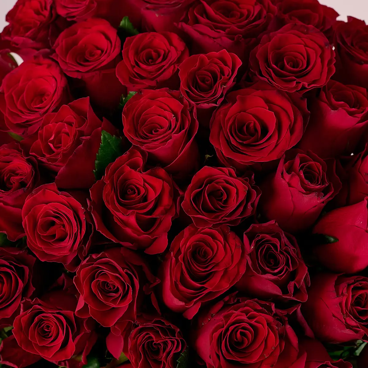 Букет 51 Троянда червона Родос купити недорого в Україні, фото 3