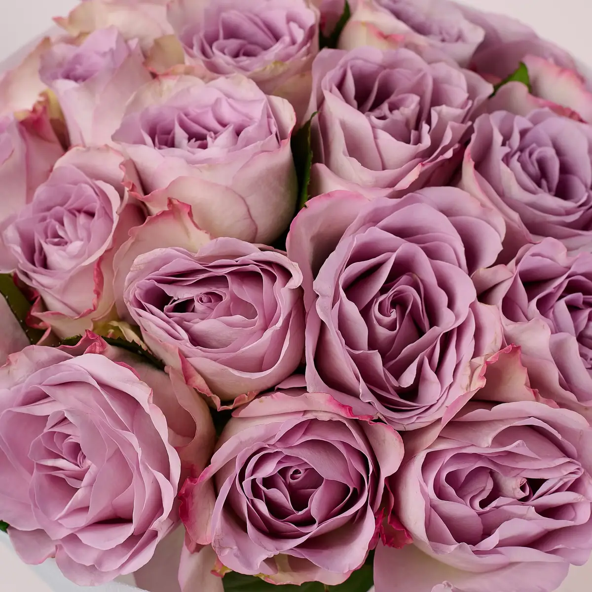 Букет 21 Троянда Меморі Лейн купити недорого в Україні, фото 3