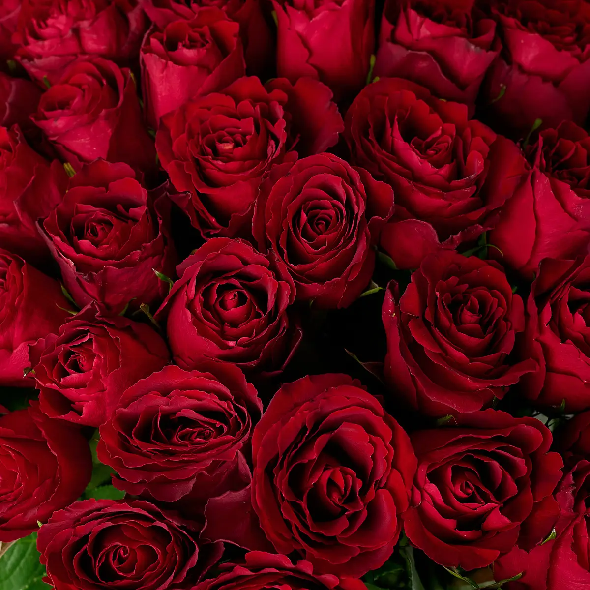 Букет 45 Троянд червоних Мадам Ред купити недорого в Україні, фото 3