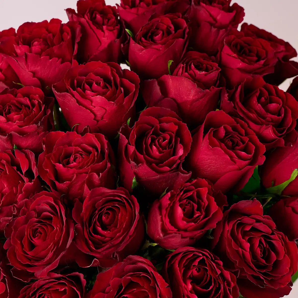 Букет 29 Троянд червоних Мадам Ред купити недорого в Україні, фото 3