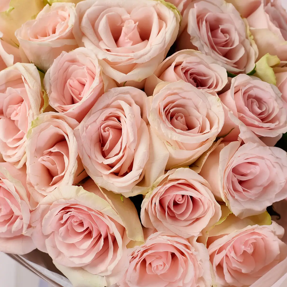 Букет 39 Троянд Хай Брайдл купити недорого в Україні, фото 3