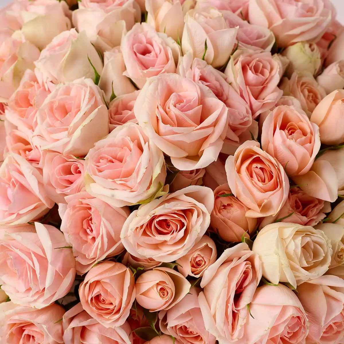 Букет 25 Троянд спрей Крісті купити недорого в Україні, фото 3