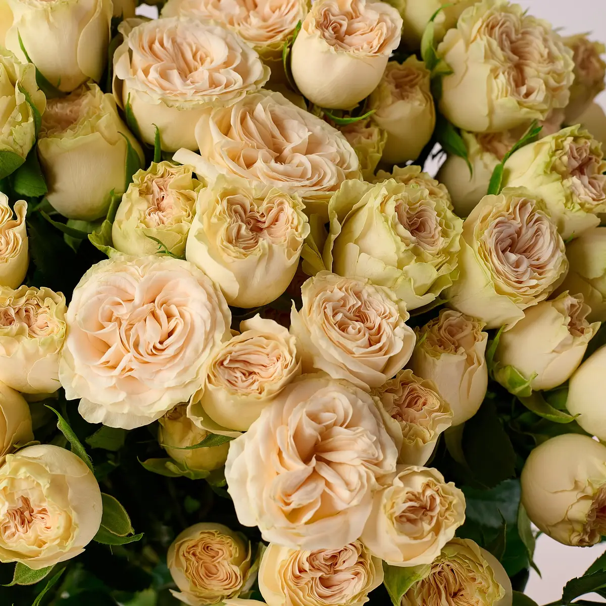 Букет 15 Роз спрей Самерроуз купить недорого в Украине, фото 3