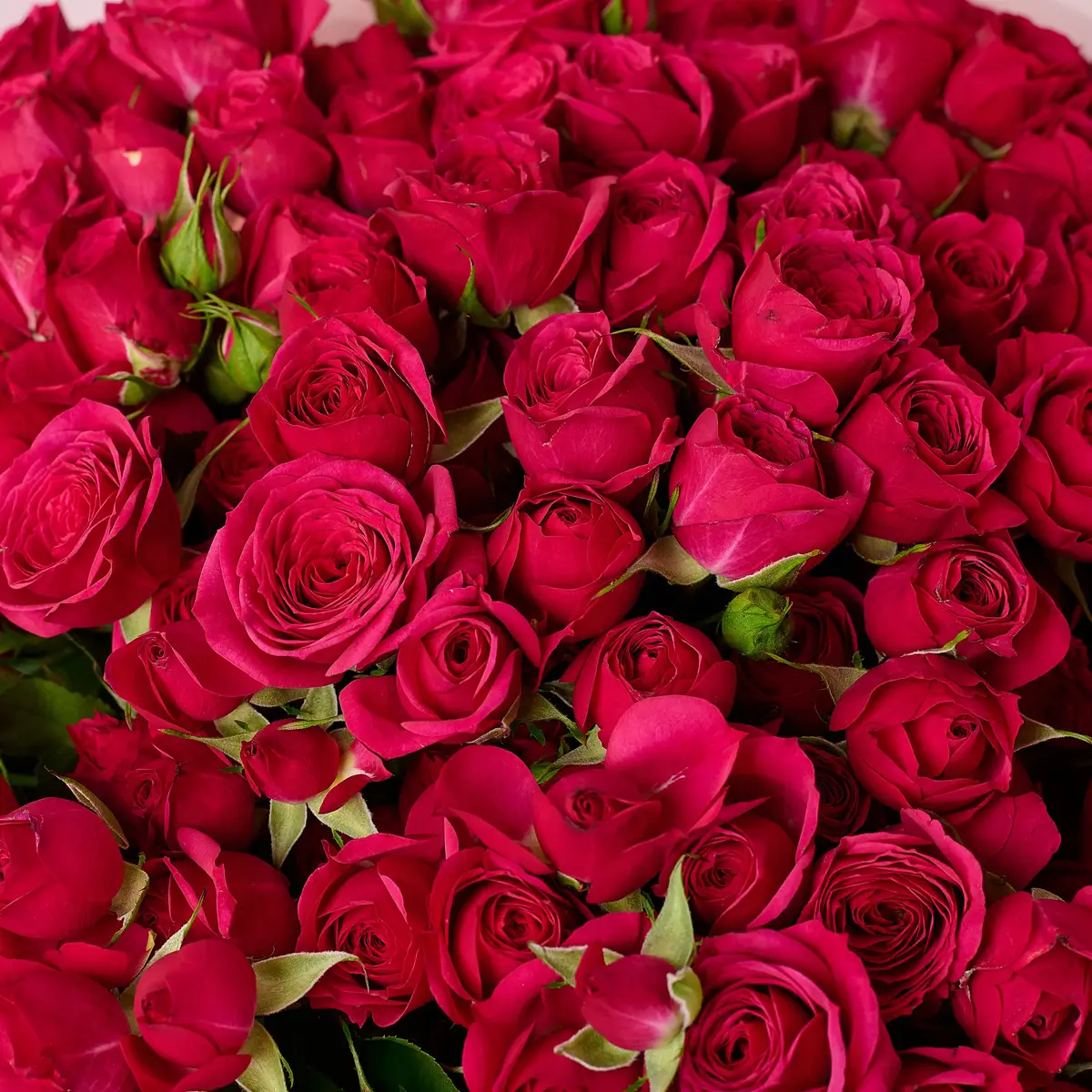 Букет 33 Троянди спрей Квінсі купити недорого в Україні, фото 3