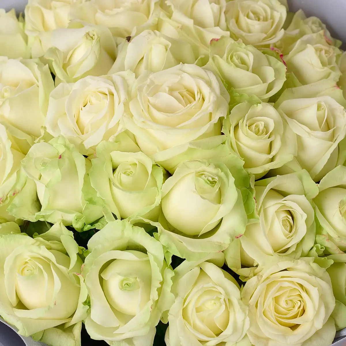 Букет 35 Троянд білих Аваланч купити недорого в Україні, фото 3