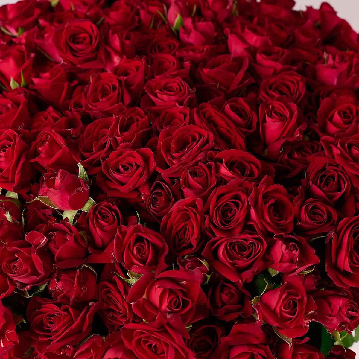 Букет 51 Роза спрей Доминика купить недорого в Украине, фото 3