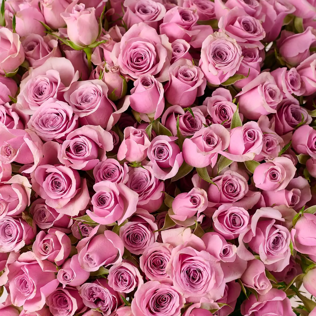 Букет 51 Троянда спрей Лейла купити недорого в Україні, фото 3