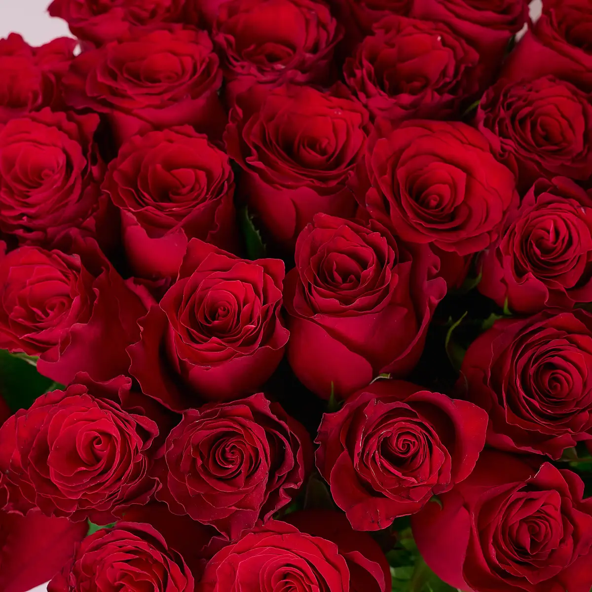 Букет 35 Троянд червоних Родос купити недорого в Україні, фото 3