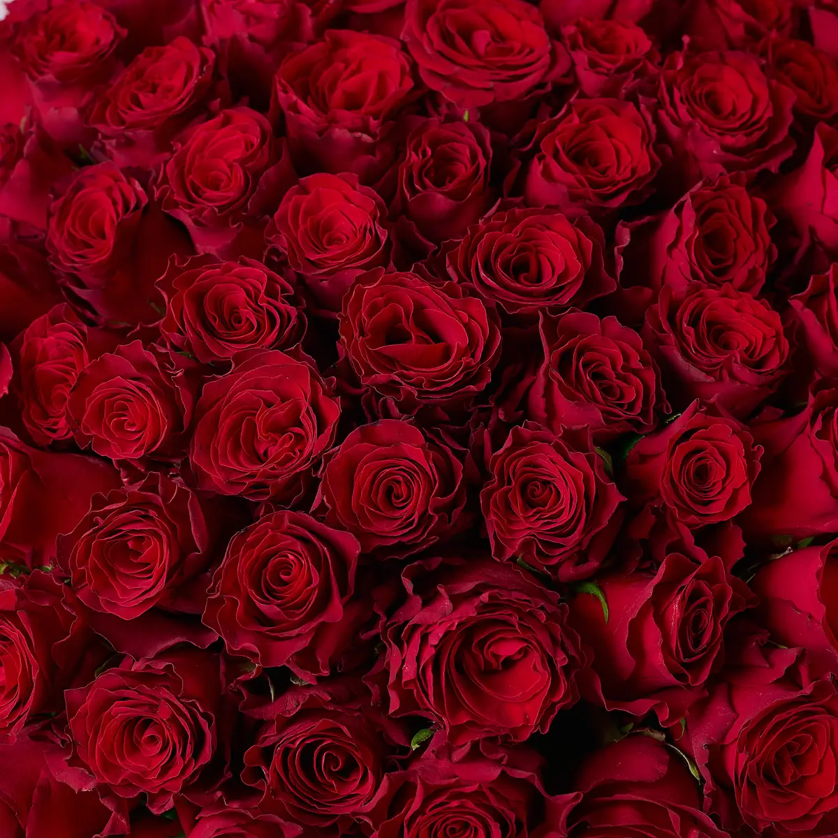 Букет 101 Троянда червона Родос купити недорого в Україні, фото 3