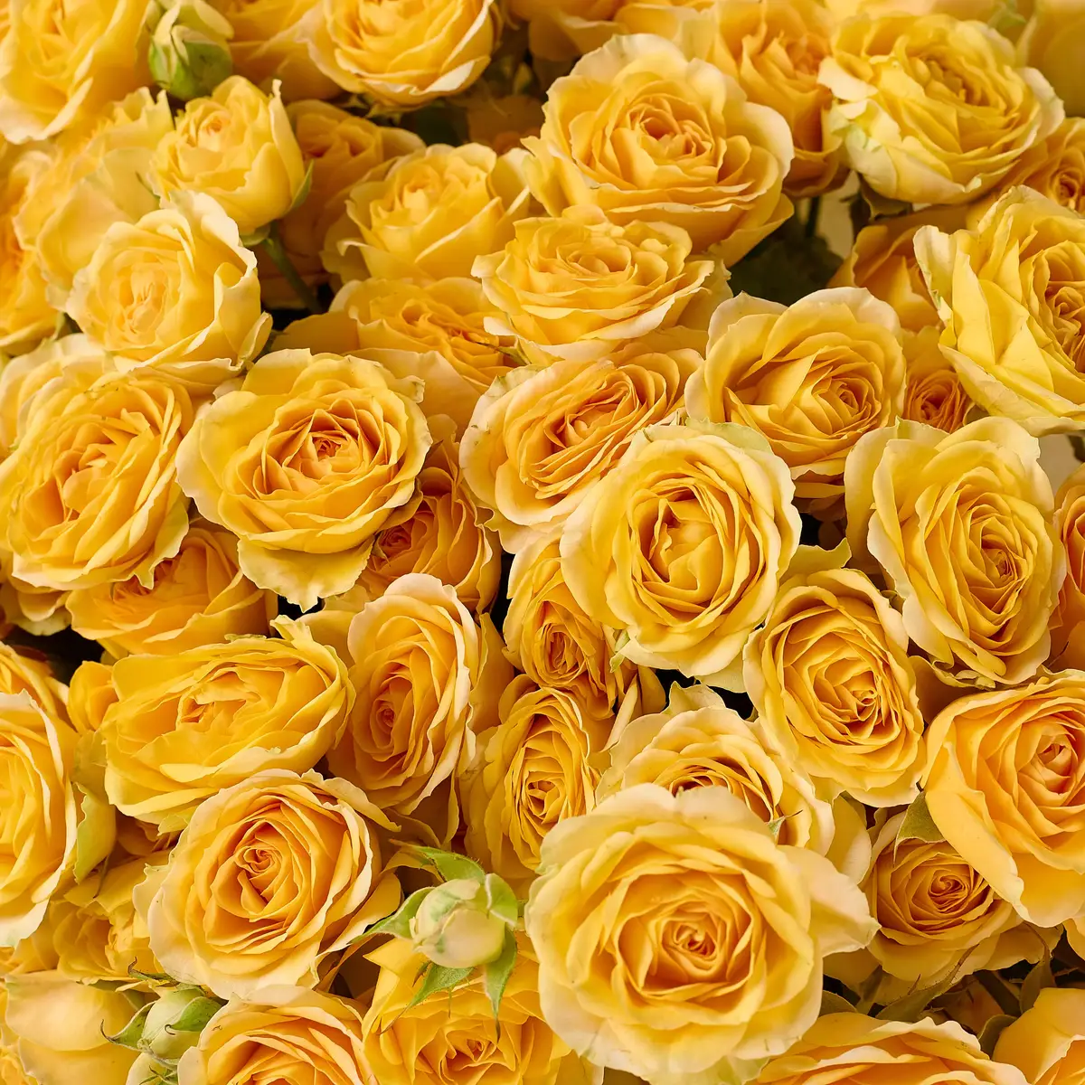 Букет 21 Роза спрей Бандолеро купить недорого в Украине, фото 3