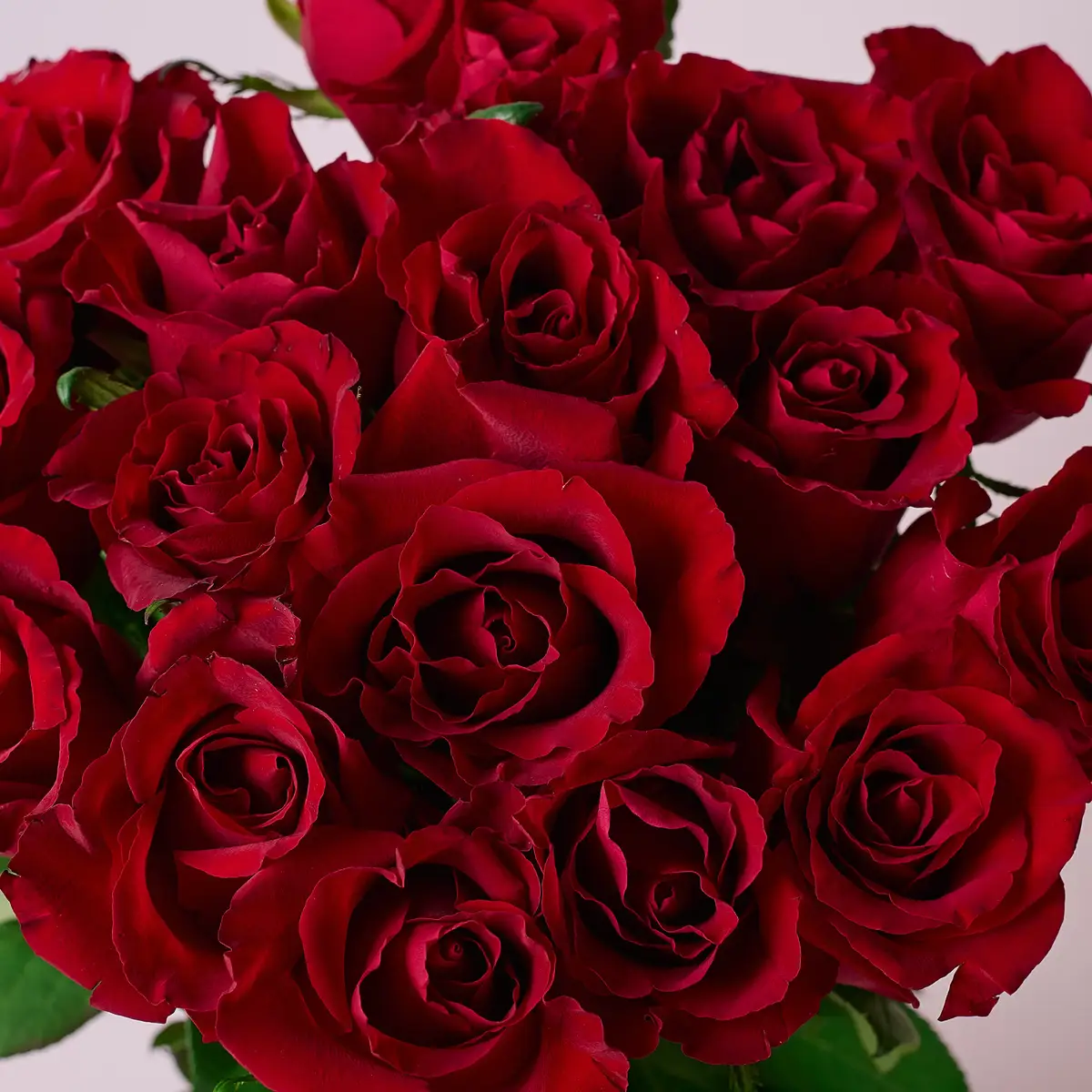 Букет 17 Роз красных Эвер Ред купить недорого в Украине, фото 3