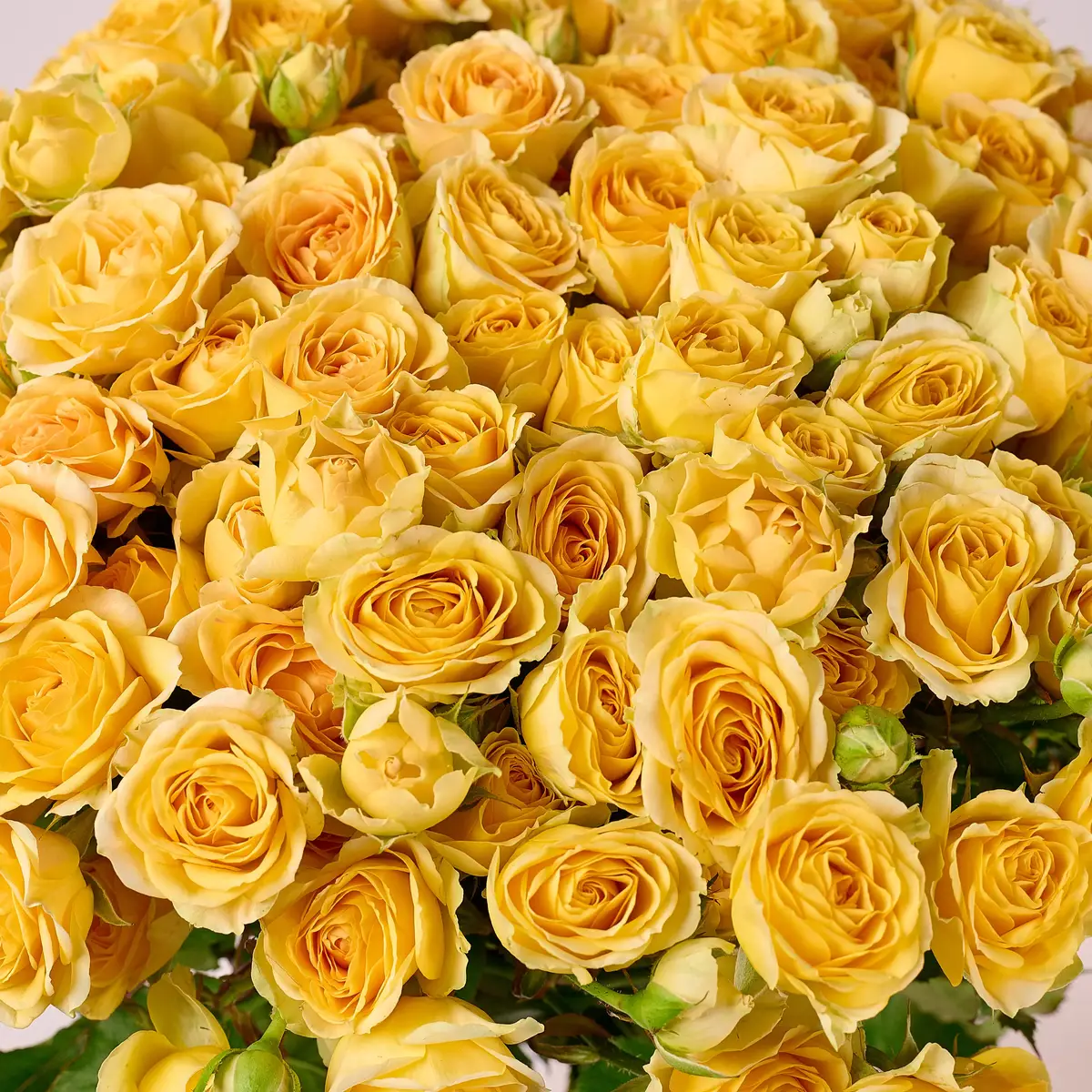 Букет 35 Троянд спрей Бандолеро купити недорого в Україні, фото 3