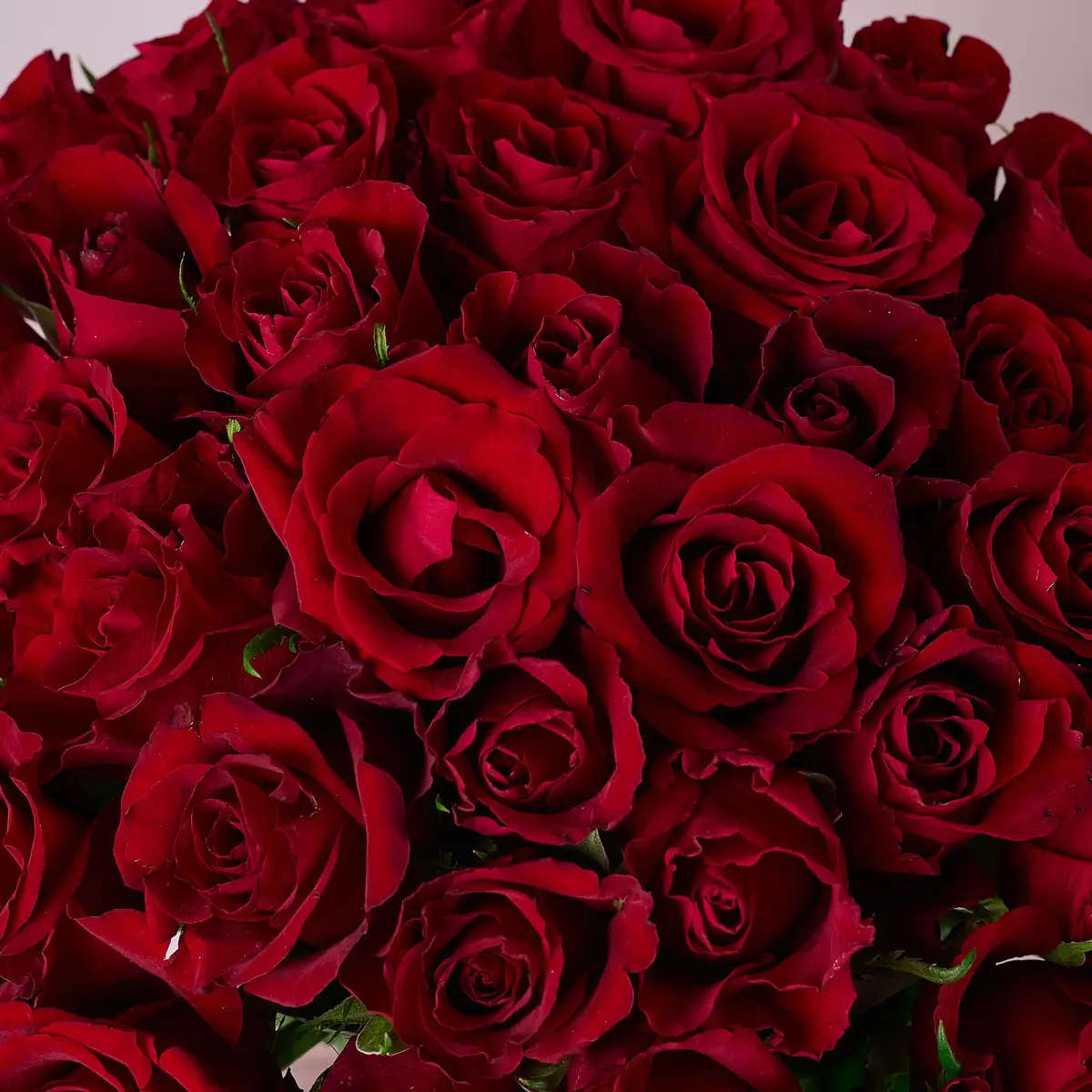 Букет 35 Троянд червоних Евер Ред купити недорого в Україні, фото 3