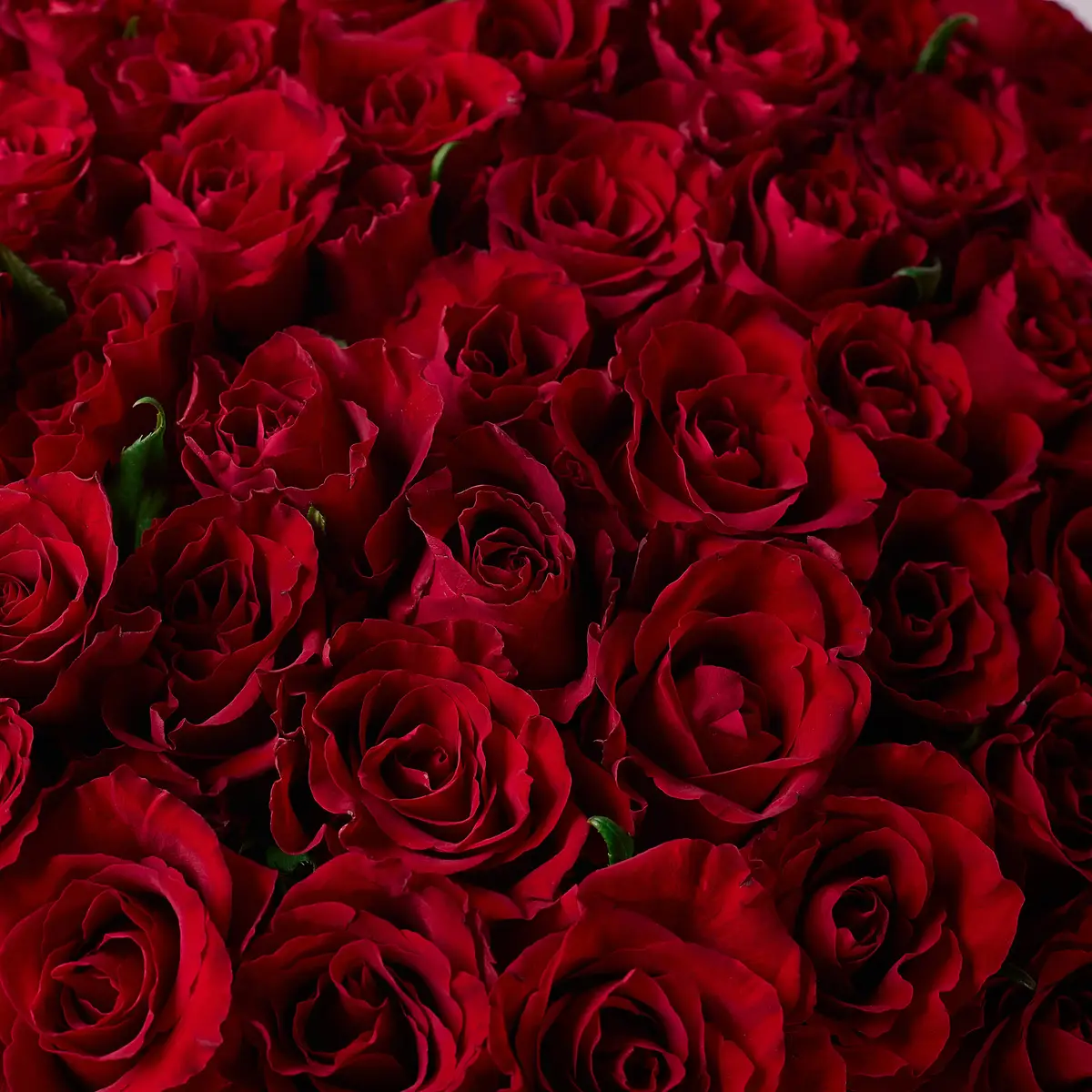 Букет 61 Троянда червона Евер Ред купити недорого в Україні, фото 3