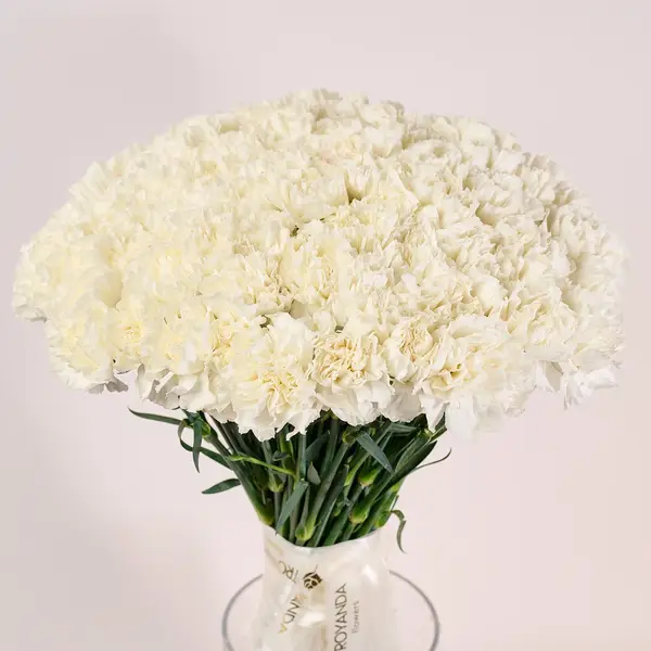 Букет 75 Белых Гвоздик купить