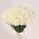 Букет 75 Белых Гвоздик купить