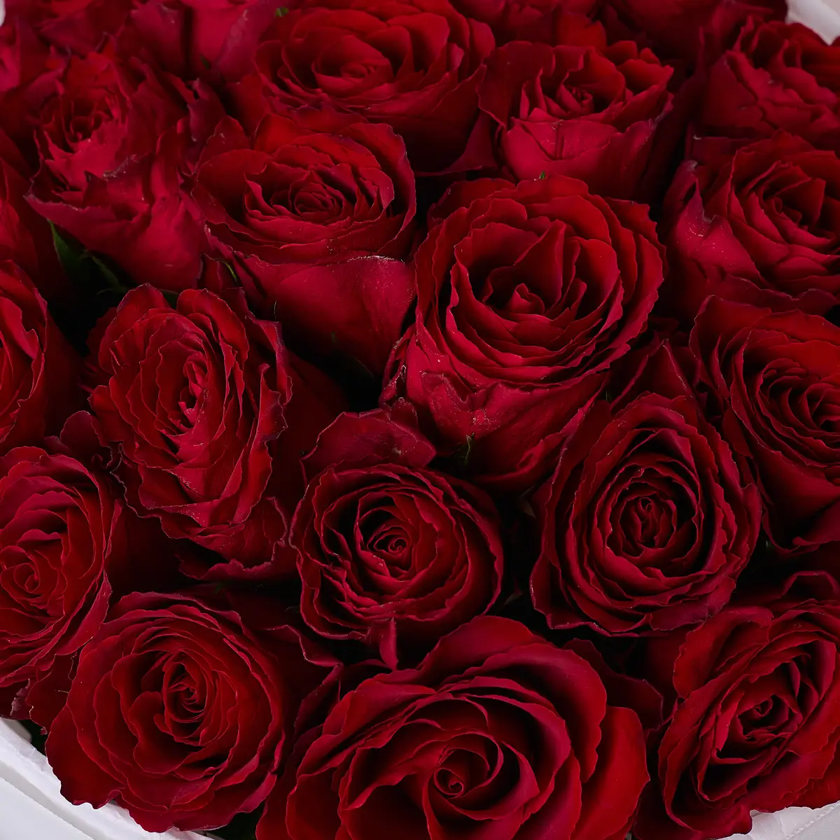 Букет 27 Троянд червоних Мадам Ред купити недорого в Україні, фото 3