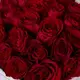 Букет 27 Троянд червоних Мадам Ред купити