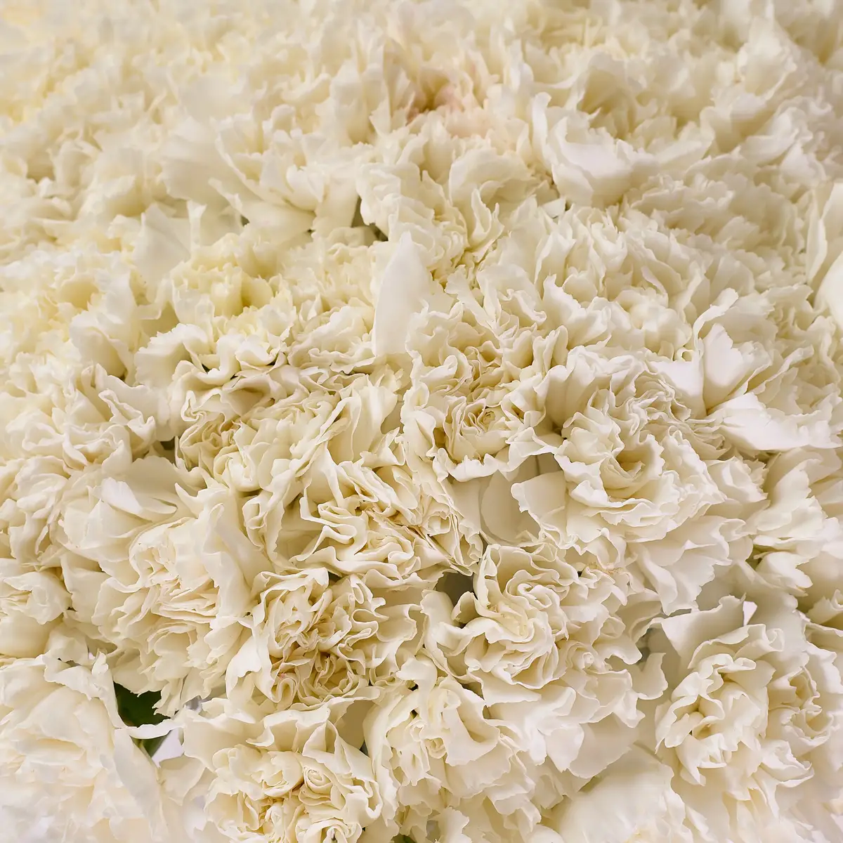 Букет 75 Белых Гвоздик купить недорого в Украине, фото 3