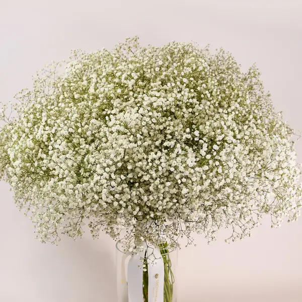 Букет 51 Біла Гіпсофіла купити