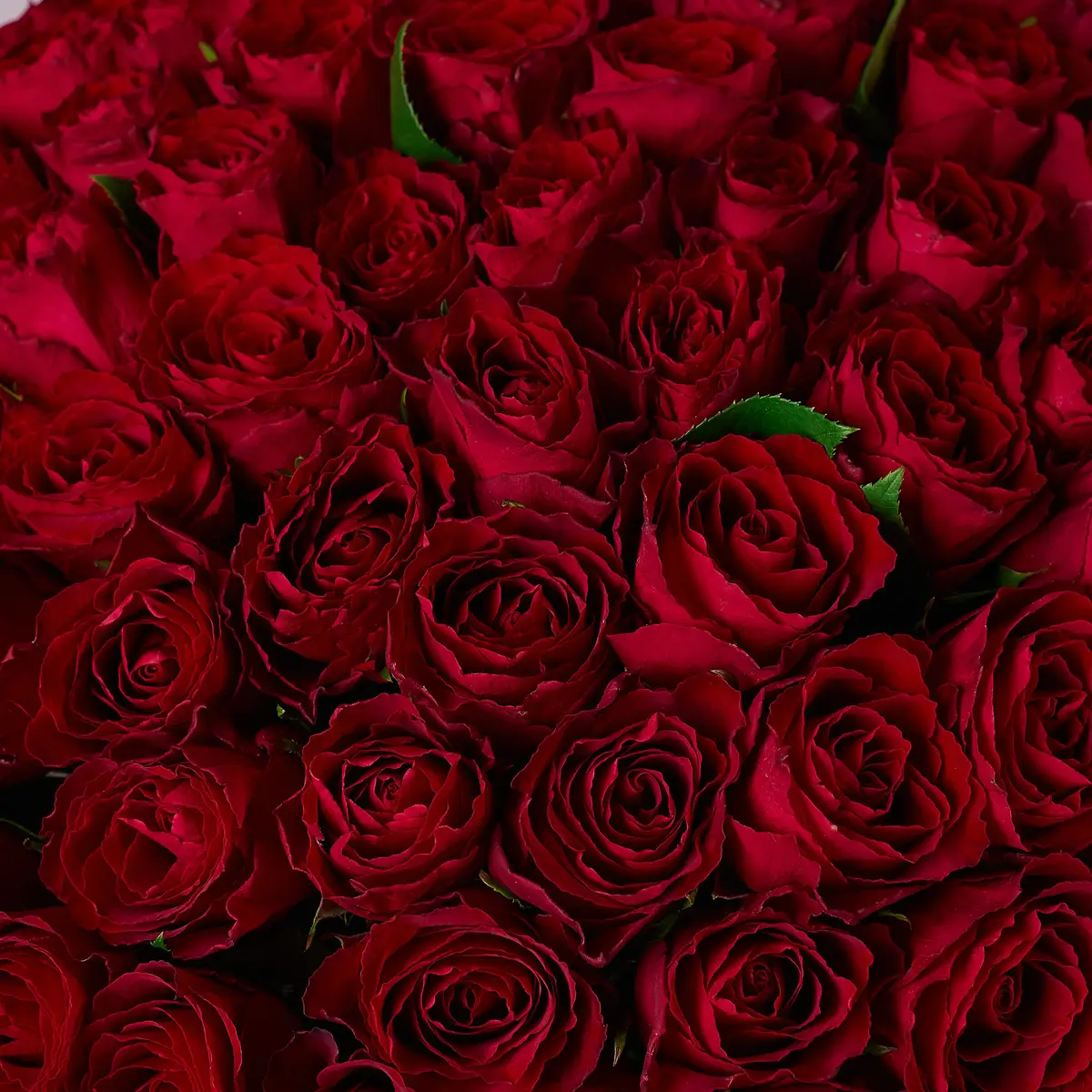 Букет 75 Троянд червоних Мадам Ред купити недорого в Україні, фото 3