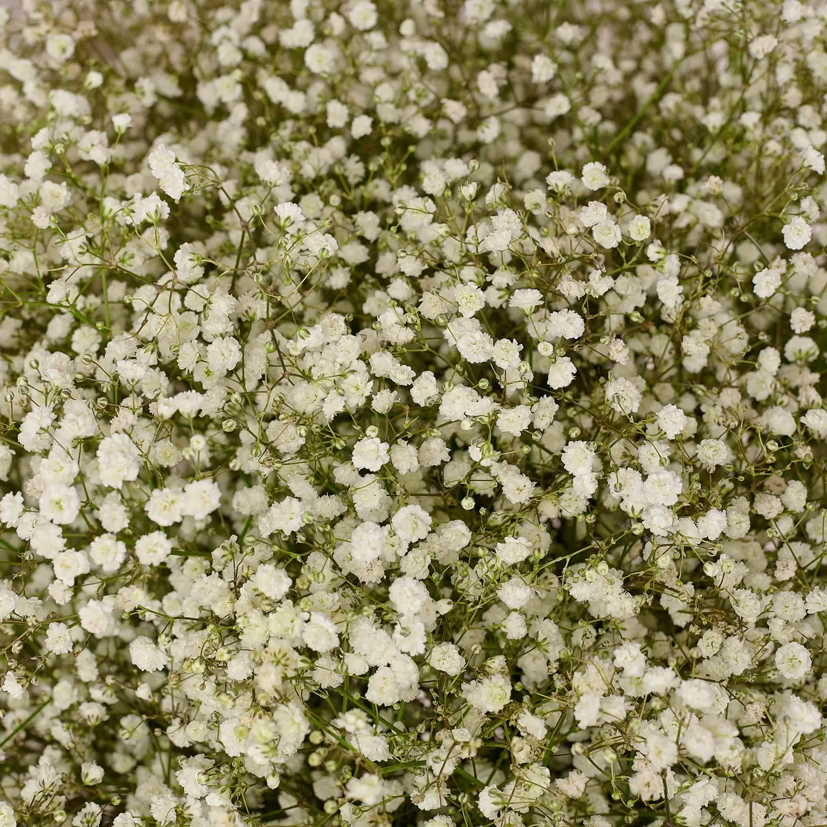 Букет 51 Біла Гіпсофіла купити недорого в Україні, фото 3