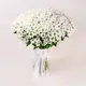Букет 51 Біла Хризантема Ромашка купити недорого в Україні, фото 413