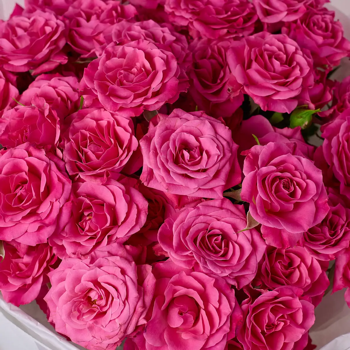 Букет 11 Роз спрей Лиана купить недорого в Украине, фото 3