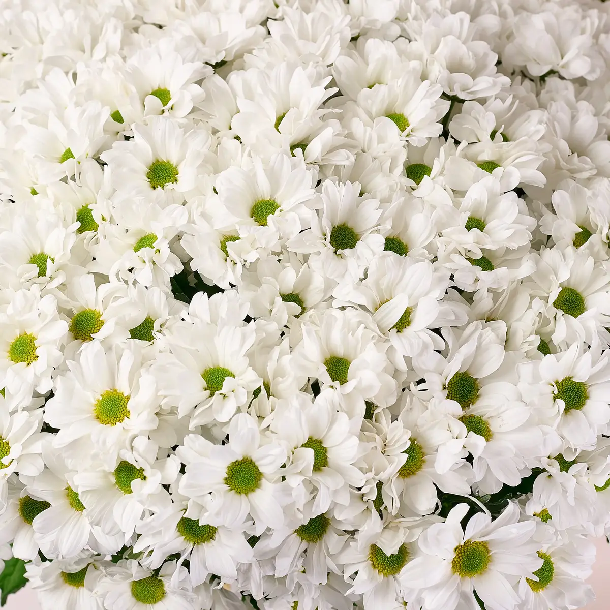 Букет 51 Біла Хризантема Ромашка купити недорого в Україні, фото 3