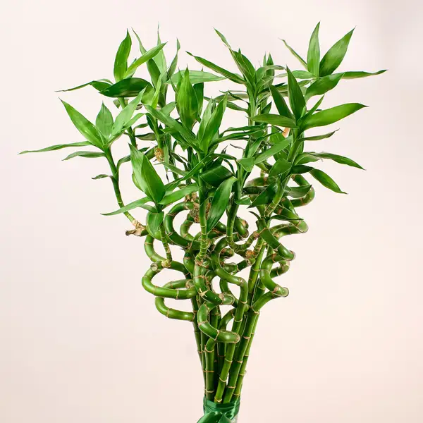 Букет 15 Гілок Бамбуку купити