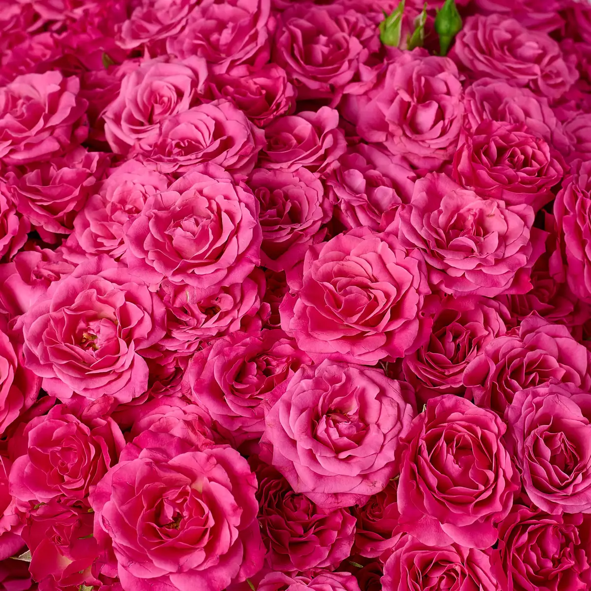 Букет 39 Троянд спрей Ліана купити недорого в Україні, фото 3