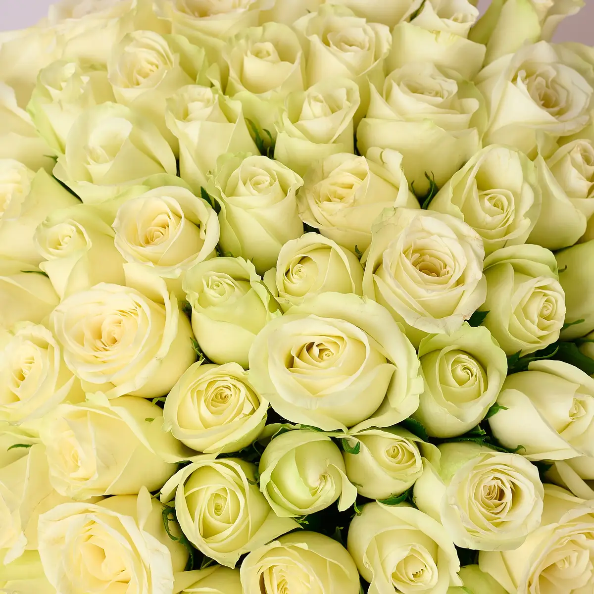Букет 81 Троянда біла Сновсторм купити недорого в Україні, фото 3