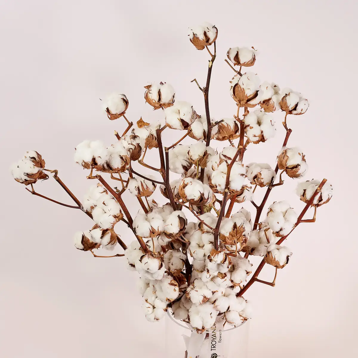 Букет 11 Ветвей Хлопка купить недорого в Украине, фото 2