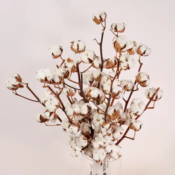 Букет 11 Ветвей Хлопка купить