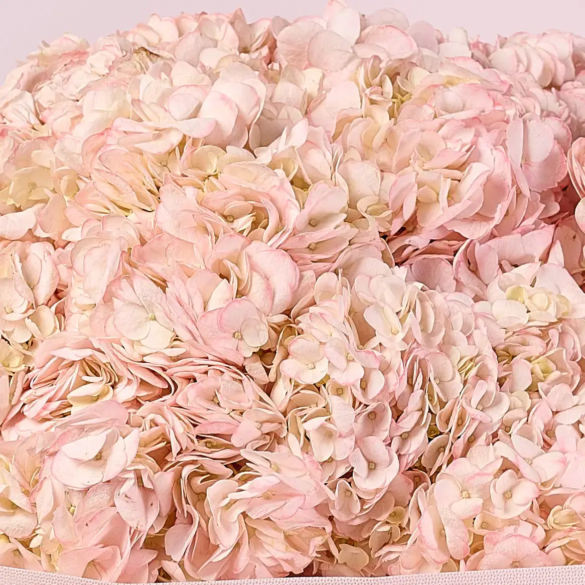 Букет 11 Рожевих Гортензій купити недорого в Україні, фото 3