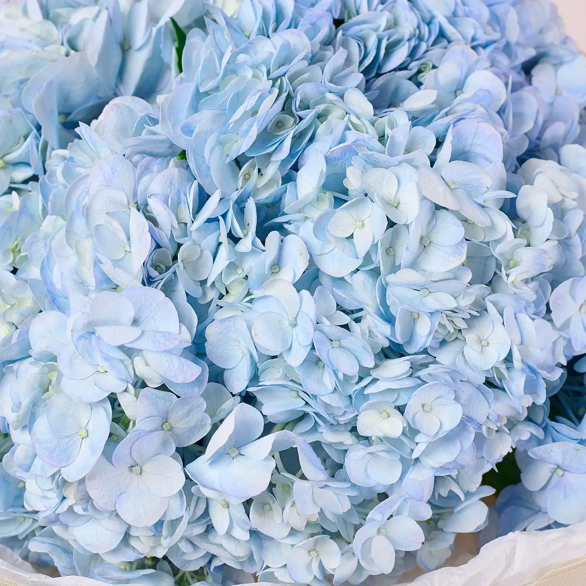 Букет 9 Голубых Гортензий купить недорого в Украине, фото 3