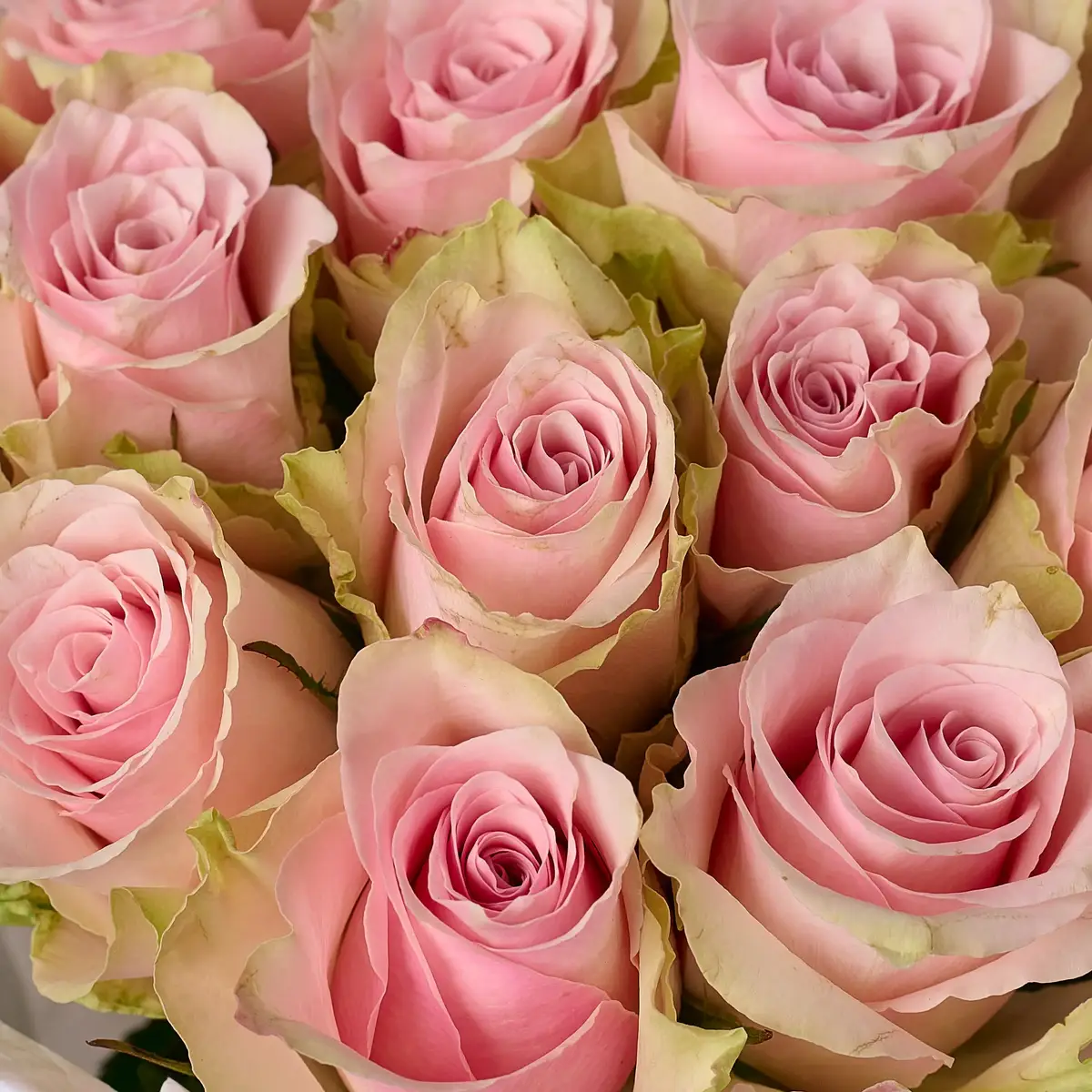 Букет 15 Троянд Пінк Атена купити недорого в Україні, фото 3