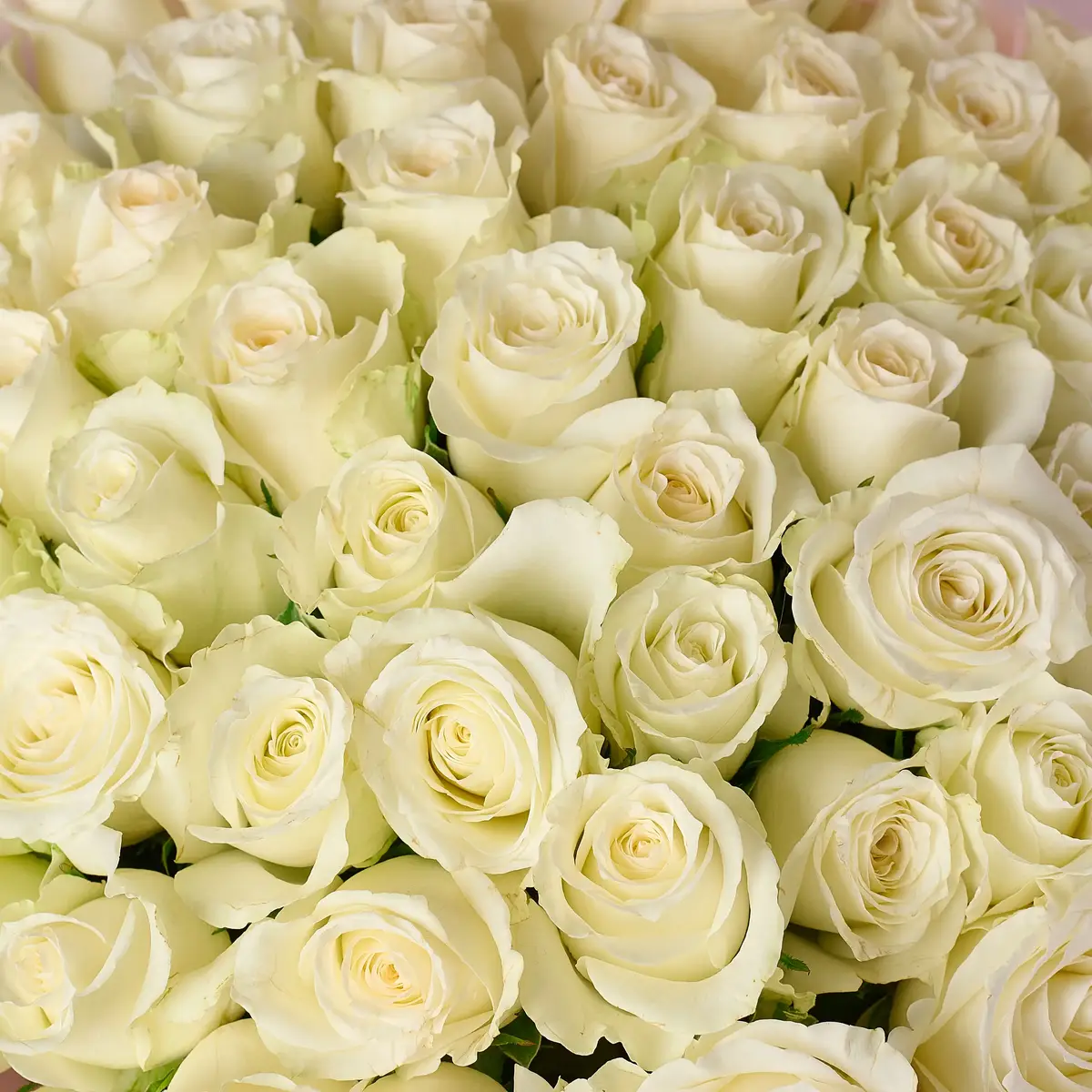 Букет 55 Троянд білих Альпе Де Хуез купити недорого в Україні, фото 3