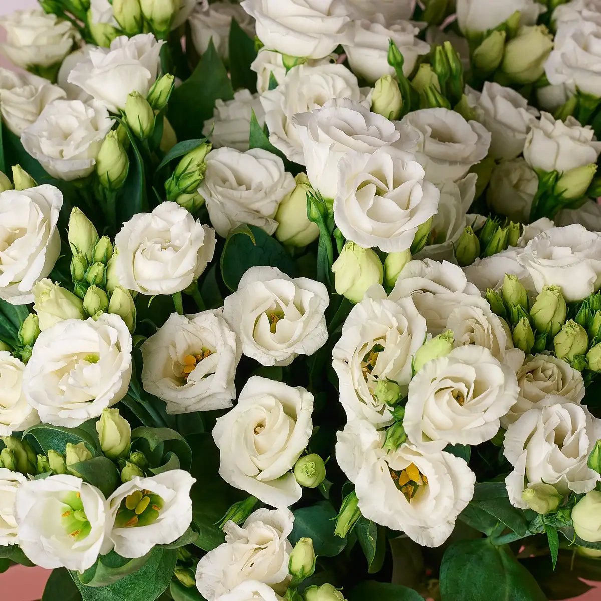 Букет 23 Белых эустомы купить недорого в Украине, фото 3